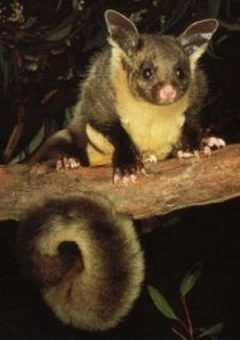 Yellow-bellied glider